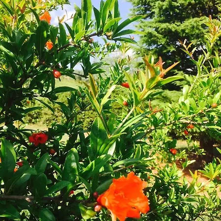 Bed & Breakfast Rosso Del Chianti