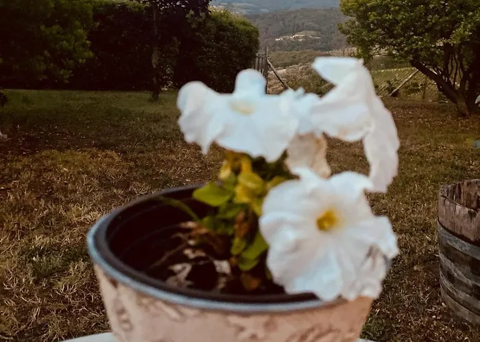 Rosso Del Chianti 4*